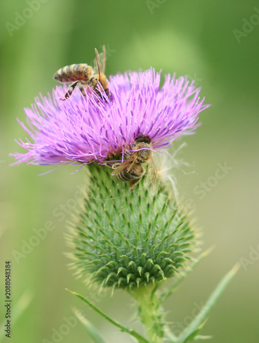 Honey Bee collecting pollen on wildflower