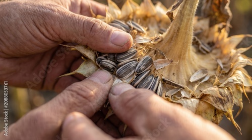 Photos Hands removing sunflower seeds from dried flower head with sunflower