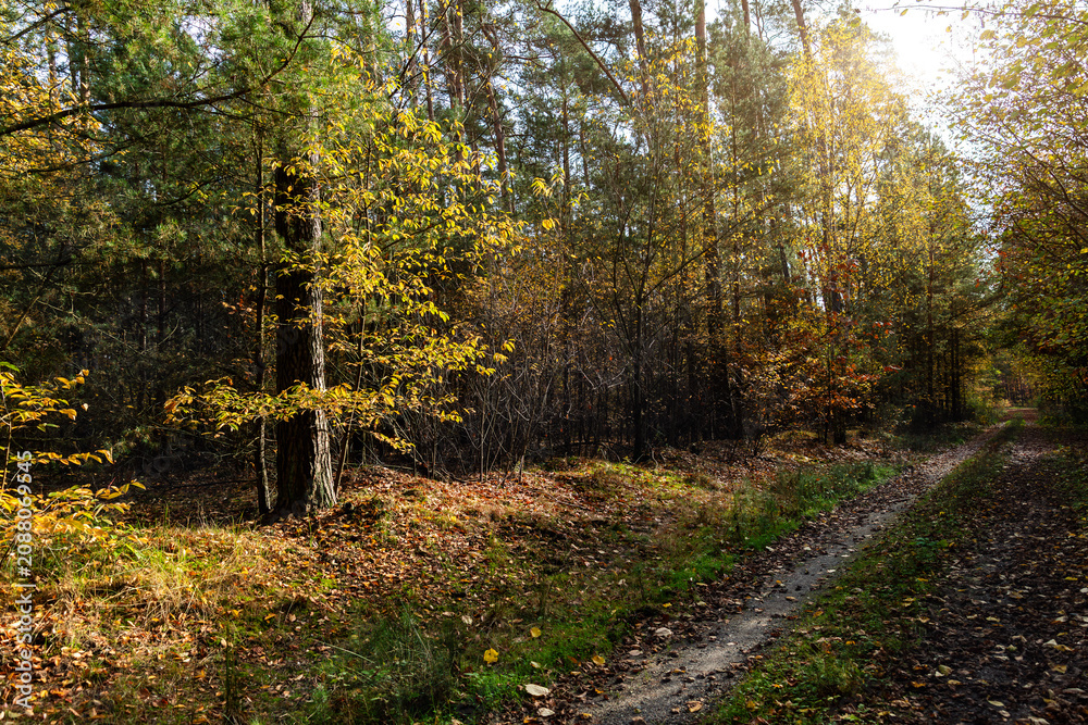 Obraz premium Autumn forest road curves through mixed woodland with pine, birch, spruce, golden foliage, grass, shrubs, and fallen leaves. Sunlight filters between trees, creating peaceful natural path for hiking