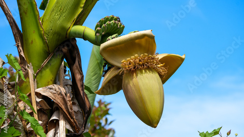 Konstfotografi close up of a yellow banana flower (musa) growing on a plant against a blue sky