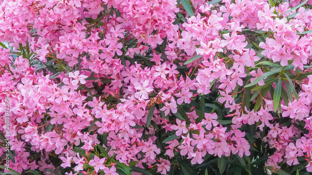 Obraz premium Dense cluster of vibrant pink oleander flowers, showcasing lush petals and green foliage