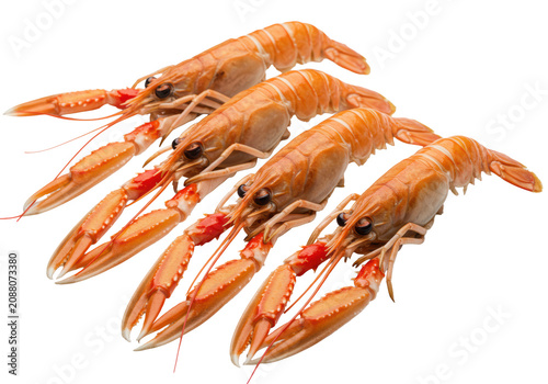 Five plump, fresh, cooked langostinos with orange tails and white bodies, transparent background with copy space, macro close-up with diffused studio light, concept for gourmet seafood