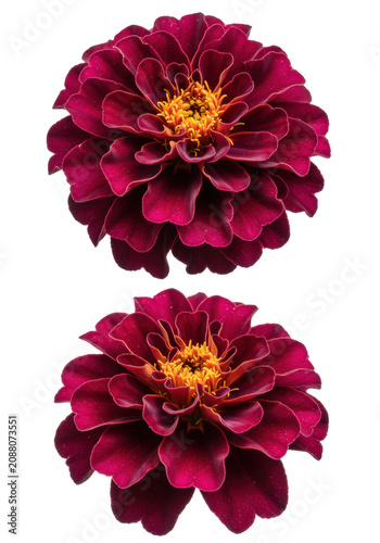 Two exquisite deep purple marigold flowers with densely ruffled, velvety petals in full bloom, isolated against a transparent background with copy space, high-key lighting, concept of natural