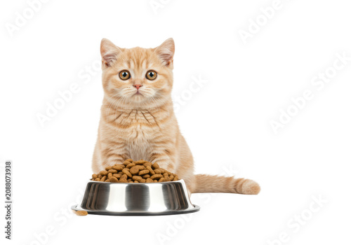 Young British Shorthair kitten with soft ginger fur and gold eyes, gazing at a full stainless steel kibble bowl on a transparent background with copy space, concept for pet food advertising