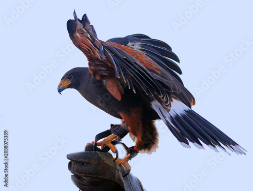 Schilderij op canvas Bel oiseau de proie posé sur le gant