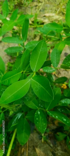 Foto Fresh green arachis hypogaea peanut plant leaves with rain droplets