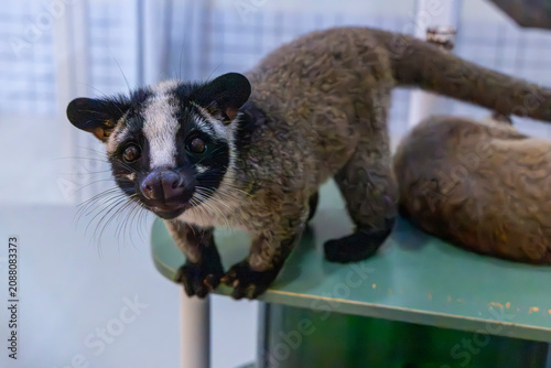 A close up portrait of a juvenile Masked Palm Civet (Paguma larvata), highlighting its large eyes, soft fur, and curious expression.