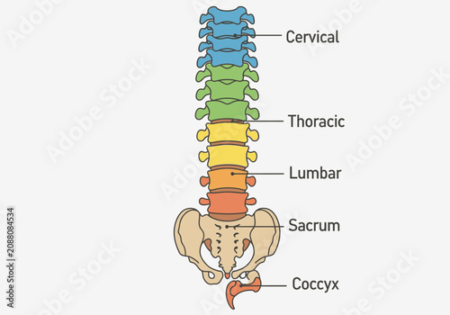 Photography Human Spine Anatomy Labeled Vertebrae Sections Cervical Thoracic Lumbar Sacrum Coccyx