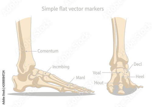 Tableau sur toile Anatomical illustration of the human foot and ankle bones.