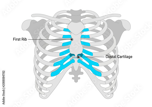 Photography Anatomical illustration of the human rib cage with highlighted first rib and costal cartilage