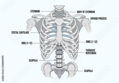 Foto Anatomical illustration of the human rib cage and thoracic spine.