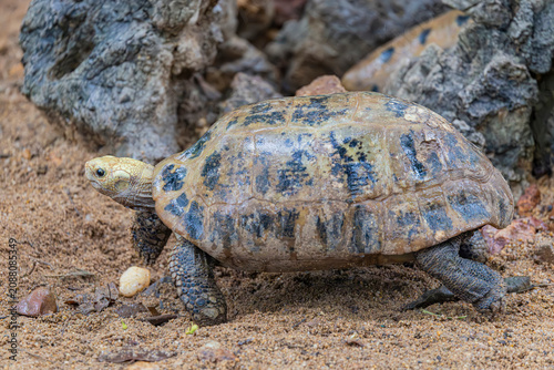 The elongated tortoise (Indotestudo elongata) is a species of tortoise found in Southeast Asia and parts of the Indian Subcontinent, particularly Northeast India.