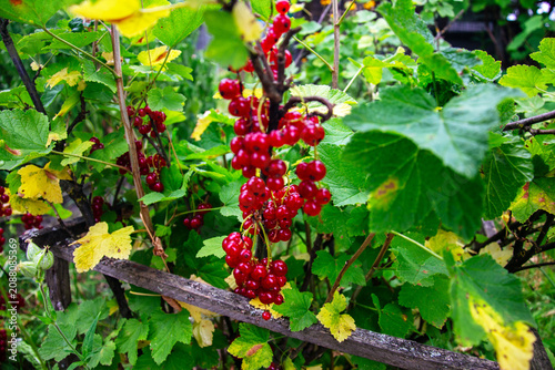 Konstfotografi Vibrant red currants ripen on the branch amidst lush green foliage