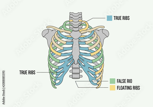 Foto Anatomical illustration of the human rib cage with true false and floating ribs labeled