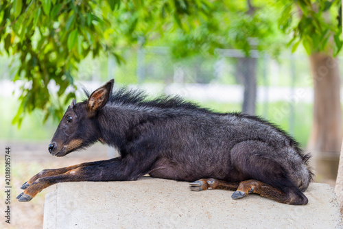 Fotografi A juvenile Mainland Serow (Capricornis sumatraensis) displays its developing horns and distinctive mane, a mountain ungulate native to the Himalayas, Southeast Asia and China