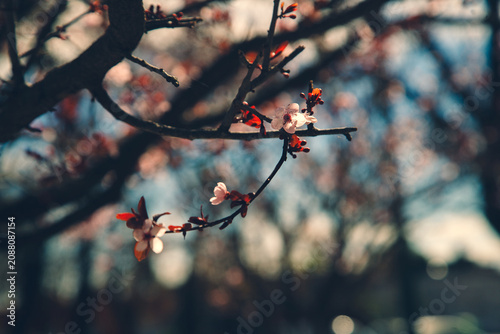 red berries in winter