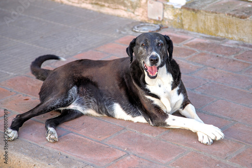 black and white dog