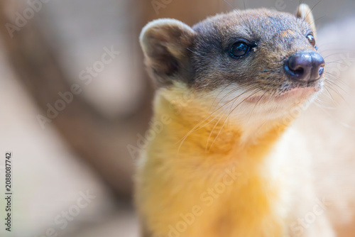 Φωτογραφία The yellow-throated marten  is an Asian marten species