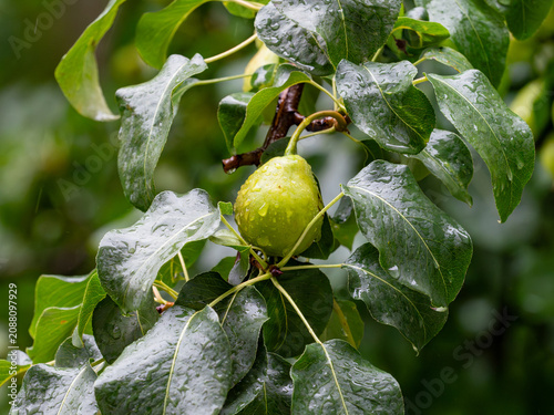 Green pears with raindrops hanging on a branch of a leafy pear in the garden after the rain.