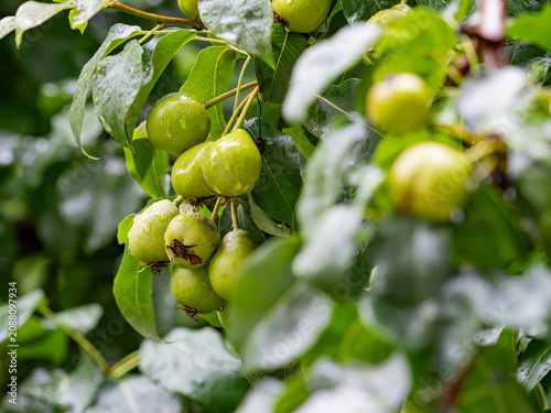 Green pears with raindrops hanging on a branch of a leafy pear in the garden after the rain.