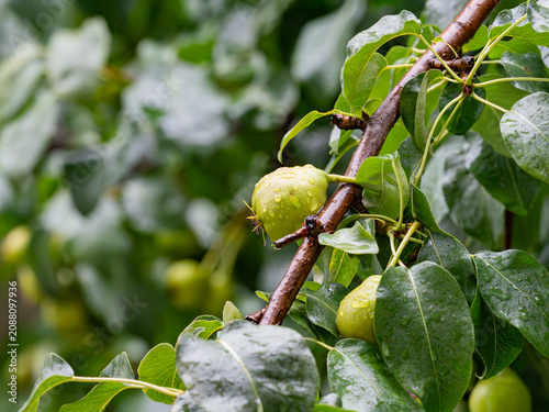 Green pears with raindrops hanging on a branch of a leafy pear in the garden after the rain.
