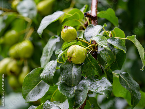 Green pears with raindrops hanging on a branch of a leafy pear in the garden after the rain.