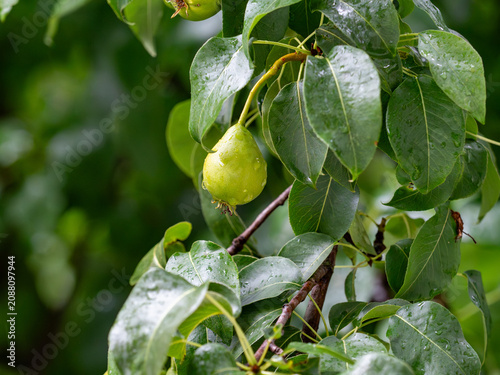 Green pears with raindrops hanging on a branch of a leafy pear in the garden after the rain.