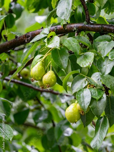 Green pears with raindrops hanging on a branch of a leafy pear in the garden after the rain.