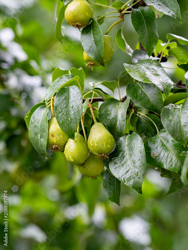 Green pears with raindrops hanging on a branch of a leafy pear in the garden after the rain.