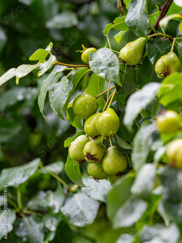 Green pears with raindrops hanging on a branch of a leafy pear in the garden after the rain.