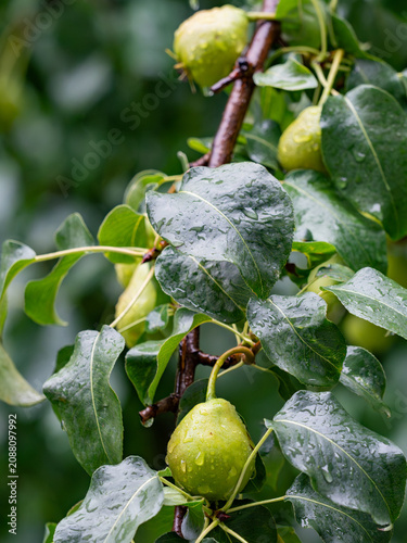 Green pears with raindrops hanging on a branch of a leafy pear in the garden after the rain.
