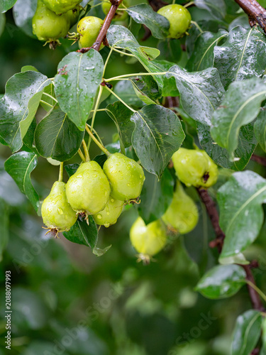 Green pears with raindrops hanging on a branch of a leafy pear in the garden after the rain.