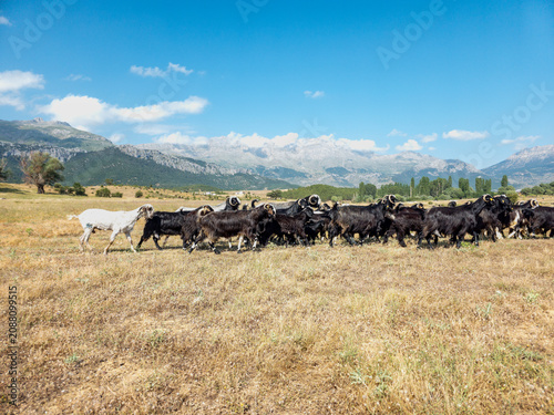 Goats herding through dry field with mountains in Turkiye