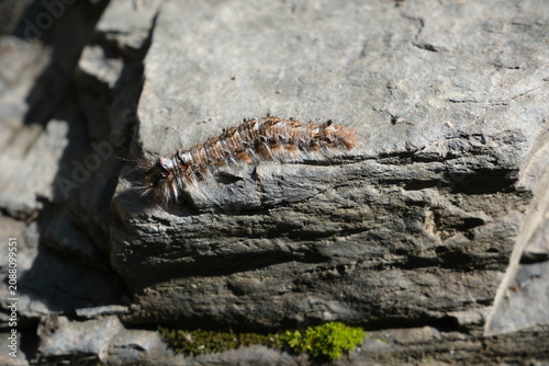 Fotografie Detailed close up view of a hairy caterpillar crawling across a flat rock surface in nature