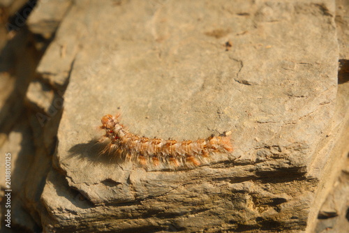 Принти на полотні Detailed close up view of a hairy caterpillar crawling across a flat rock surface in nature