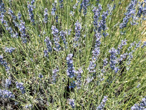 Lavender flowers blooming in summer nature field in Turkiye