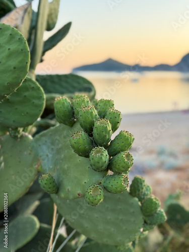 Opuntia cactus plant with unripe prickly pears cactus fruits close up on a beach in golden hour sunset time