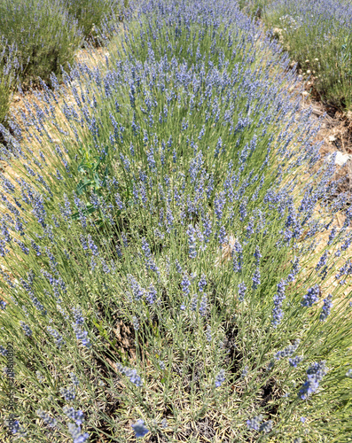 Lavender flowers blooming in summer nature field in Turkiye