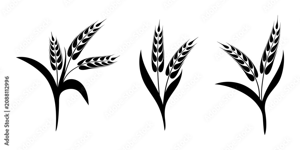Fototapeta premium Set ears of wheat, rye or barley, agriculture and harvest, black isolated silhouette on white background, vector drawing