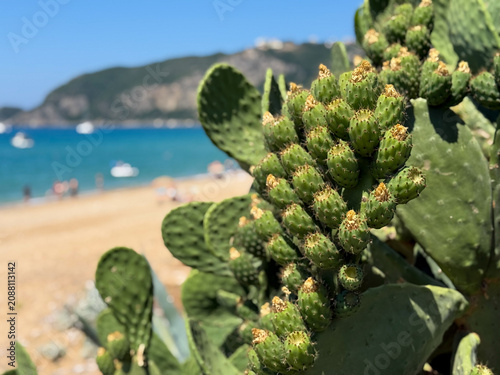 Opuntia cactus plant with unripe prickly pears cactus fruits close up on a beach