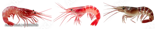 Panel kuchenny z motywem Three colorful shrimp isolated on transparent background with antennae