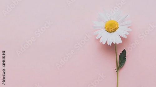 daisy flower on pink background