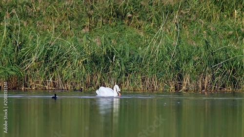 Male Mute Swan Preening While Swimming on Pond at Sunrise | 4K Wildlife
