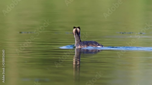 Great Crested Grebe Preening While Swimming on Pond in Summer Morning Light | 4K Wildlife