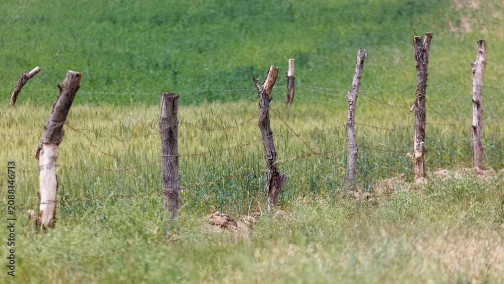 Fototapeta premium Weathered wooden posts stand in grassy field. Barbed wire stretches taut between the posts.