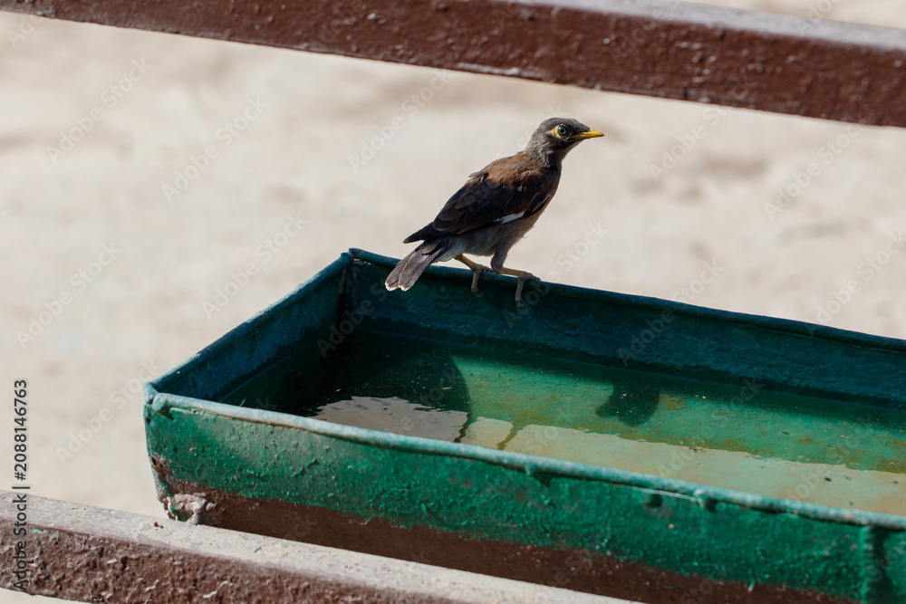 Fototapeta premium Bird perches on edge of green water container