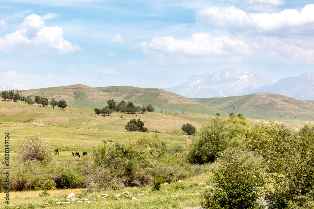 Fototapeta premium Horses graze on a green meadow near the mountains
