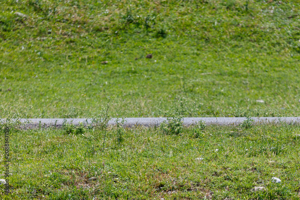 Fototapeta premium Grassy field with a narrow, paved path running through it