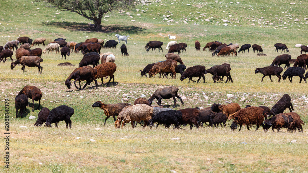 Fototapeta premium Sheep graze in a sunlit, open field