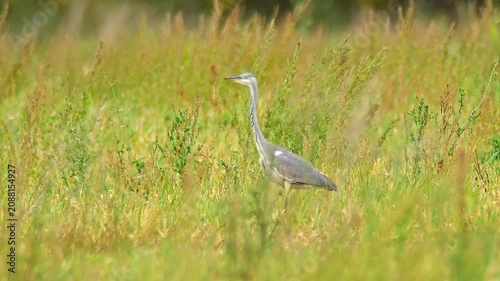 Grey Heron Hunting in Agricultural Landscape During Summer Morning | 4K Wildlife